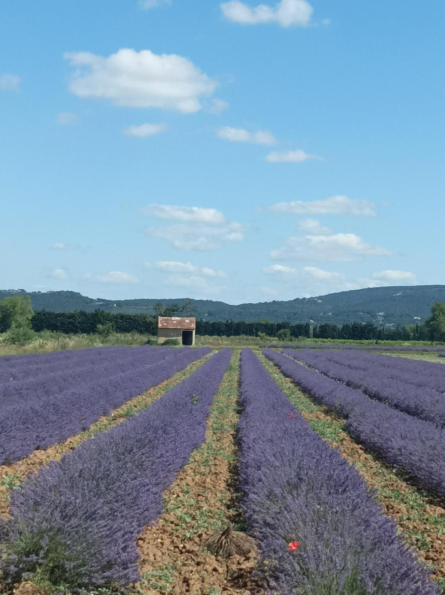 Chambre D'Hotes Les Garrigues ピオラン エクステリア 写真